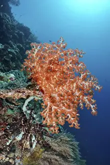 Outdoor Photo Prints: Bright orange Klunzinger's Soft Coral (Dendronephthya klunzingeri) on a reef in the ocean