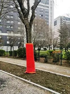 City Planning Prints: Bright orange plastic pipe surrounds a tree on a construction site to protect it during nearby construction activities