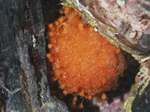 South France Prints: A bright orange sea orange (Tethya aurantium) in an underwater hiding place