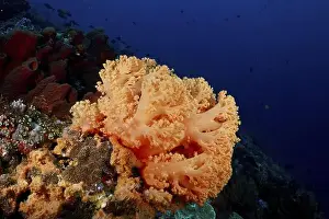 Open Water Prints: Bright orange tree coral (Dendronephthya) on the seabed in deep blue water