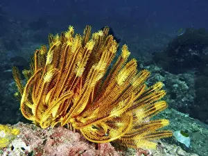 Asteroidea Prints: Bright orange-yellow Yellow Feather Star