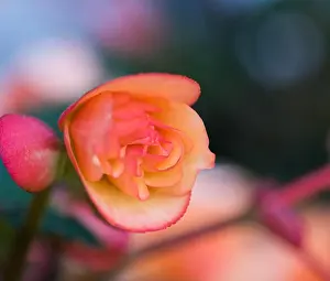 Depth Of Field Prints: Bright outdoor floral macro of an orange pink tuberous begonia blossom with shallow depth of field