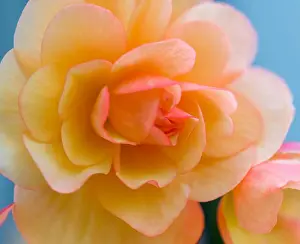 Depth Of Field Prints: Bright outdoor floral macro of an orange pink tuberous begonia blossom with shallow depth of field