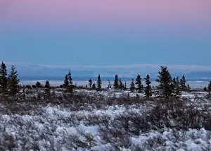 Hoof Prints: Bright pink sky over snowy field with moose on a winter afternoon near Delta Junction