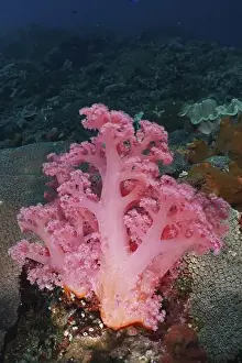 Rosy Prints: Bright pink tree coral (Dendronephthya) in the ocean on rocky ground