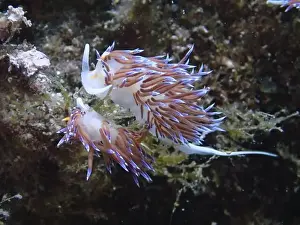 Different Coloured Prints: Two bright purple nudibranchs, travelling thread snail (Cratena peregrina)