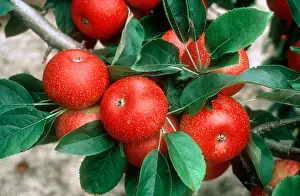 Apples Prints: Bright red apples on the trees part of a plant breeding program USA
