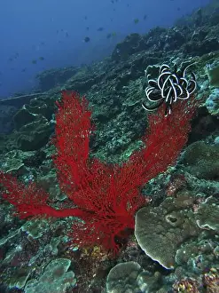 Starfishes Prints: Bright red corals, Red knot fan (Melithaea ochracea)