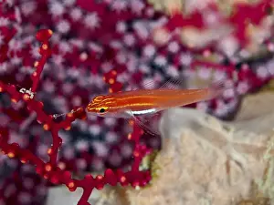 Gobiiformes Prints: A bright red fish, black-bellied goby (Eviota atriventris)