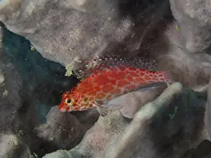 Red Coloured Prints: Bright red fish, Coral hawkfish (Cirrhitichthys oxycephalus) resting on a sea sponge
