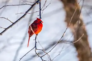Kentucky Prints: Bright red male northern cardinal sitting on a tree branch