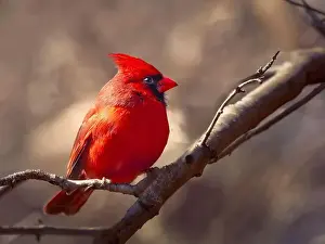 Red Bird Prints: Bright Red Northern Cardinal perched on the tree branch