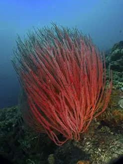 Horn Corals Prints: Bright red shrub gorgonian (Ellisella ceratophyta) growing under water