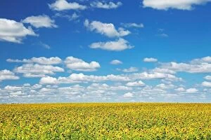 February Collection: Bright sunflower field and blue sky