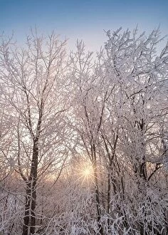 Images Dated 12th January 2018: Bright sunlight through snow covored trees at winter evening in Finland