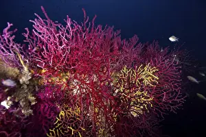 South France Prints: Bright Violescent sea-whip (Paramuricea clavata) and yellow corals unfold on a wreck in a dark underwater environment