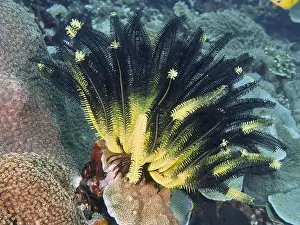 Starfishes Prints: Bright yellow-black Yellow Feather Star