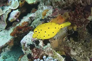Animal Childs Prints: Bright yellow boxfish (Ostracion cubicus)