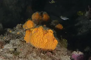 Canarian Prints: A bright yellow breadcrumb sponge (Hymeniacidon perlevis)