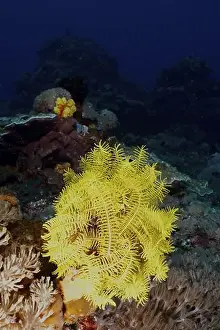 Cnidarians Prints: Bright yellow feather star, Bushy feather star