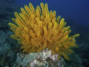 Orange Coloured Prints: Bright Yellow Feather Star, Bushy Feather Star