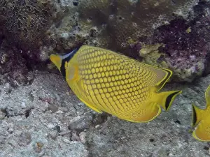 Bony Fishes Prints: A bright yellow fish with a black pattern