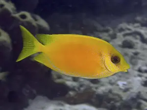 Plain Colored Background Prints: A bright yellow Indian coral rabbitfish (Siganus corallinus) swimming in the sea