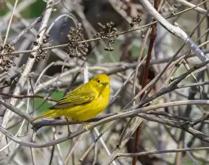Migratory Bird Prints: A bright Yellow Warbler in e tangle of dried branches