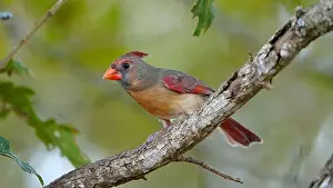 Finch Prints: Brightly colored female Northern Cardinal sitting in an oak tree