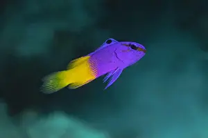 Aquatic Animal Prints: A brightly colored Gramma Loreto