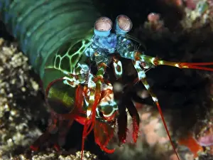 Crustaceans Prints: Brightly coloured clown mantis shrimp (Odontodactylus scyllarus) with large eyes in vivid colours underwater