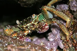 Hiding Prints: Brightly Coloured Crab Hiding In A Rock Pool Crevice On Bali