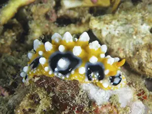 Conchifera Prints: Brightly coloured eyespot wart slug (Phyllidia ocellata) with white-yellow tips on corals