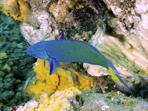 Percomorphaceae Prints: A brightly coloured fish, the crescent moon pupfish (Thalassoma lunare)