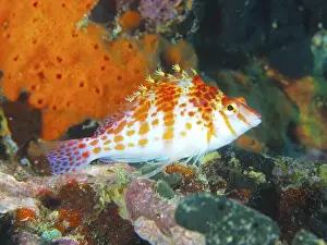 Falconidae Prints: A brightly coloured fish, Dwarf Hawkfish (Cirrhitichthys falco)
