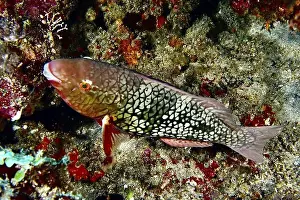Scaly Prints: A brightly coloured fish with scaly patterns