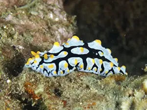 Molluscs Prints: Brightly patterned veined warty snail (Phyllidia varicosa)
