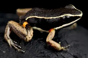 Guyana Prints: Brilliant-thighed poison frog (Allobates femoralis)