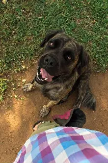 Loyal Prints: A brindle boerboel mix sitting next to his owner and looking up
