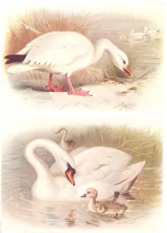 Goose Prints: BRITISH BIRDS: Snow-Goose; Mute Swan. THORBURN, vintage print 1925