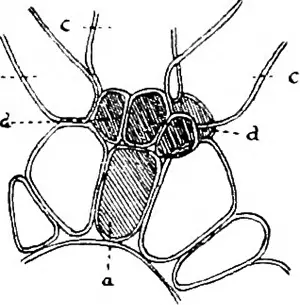 The British Charophyta. Characeae