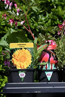 Grown Prints: British Grown garden plants from a garden centre in the U.K