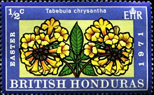 Shiny Prints: BRITISH HONDURAS - CIRCA 1971: A stamp printed in British Honduras shows Tabebuia chrysantha