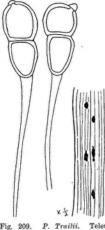 Bookdecade1910 Prints: The British rust fungi (Uredinales) their biology and classification