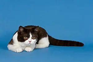 Domestic Cat Prints: British Shorthair cat, 5 months, Chocolate White Bicolor
