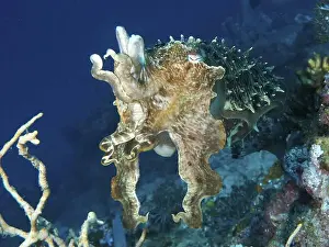 Molluscs Prints: Broad-armed sepia (Sepia latimanus) swimming near a coral reef in blue water