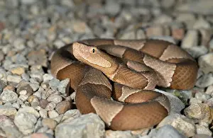Pit Viper Prints: Broad-banded copperhead (Agkistrodon laticinctus), Bastrop County, Texas, USA