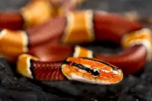 Rat Snake Prints: Broad-banded mountain rat snake (Oreophis porphyraceus laticinctus)