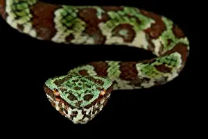 Island Endemic Prints: Broad-banded Temple Pitviper (Tropidolaemus laticinctus)
