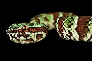 Island Endemic Prints: Broad-banded Temple Pitviper (Tropidolaemus laticinctus)